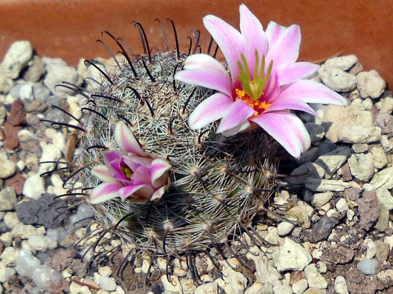 Mammillaria insularis 