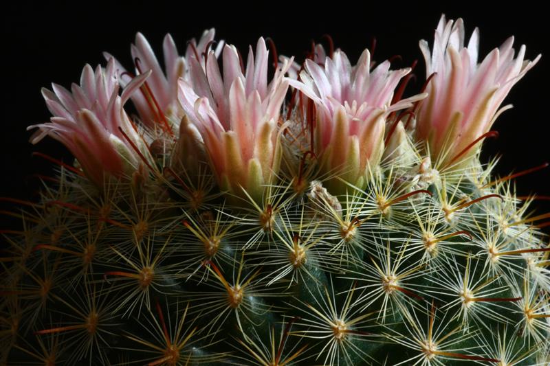 Mammillaria jaliscana 