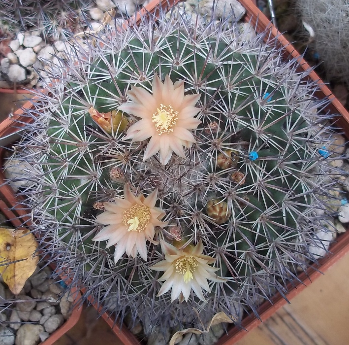 Mammillaria johnstonii v. sancarlensis 