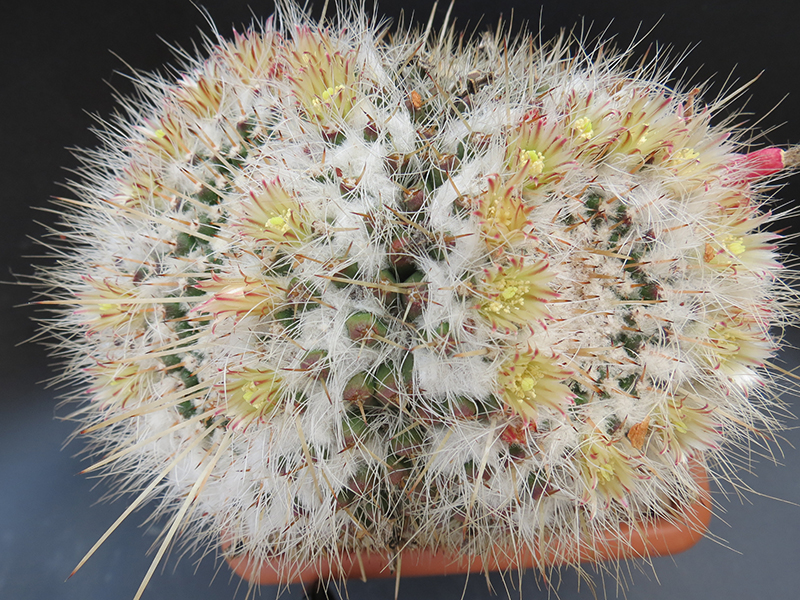 Mammillaria karwinskiana 