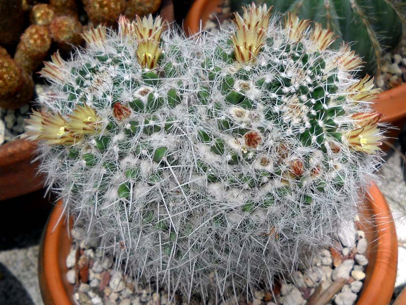 Mammillaria karwinskiana 