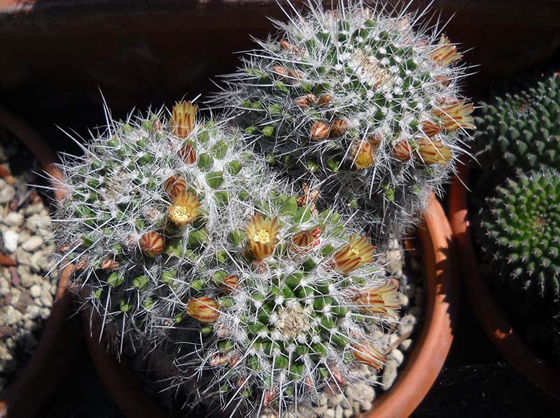 Mammillaria karwinskiana 