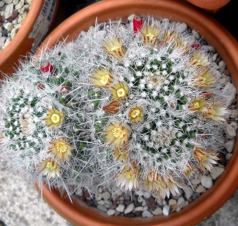 Mammillaria karwinskiana 