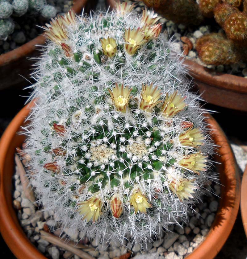 Mammillaria karwinskiana 