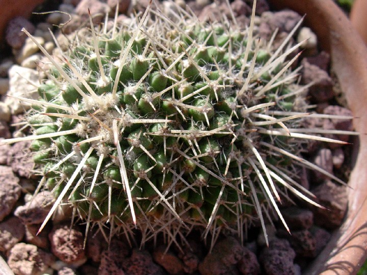 Mammillaria karwinskiana 