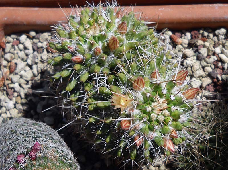 Mammillaria karwinskiana 