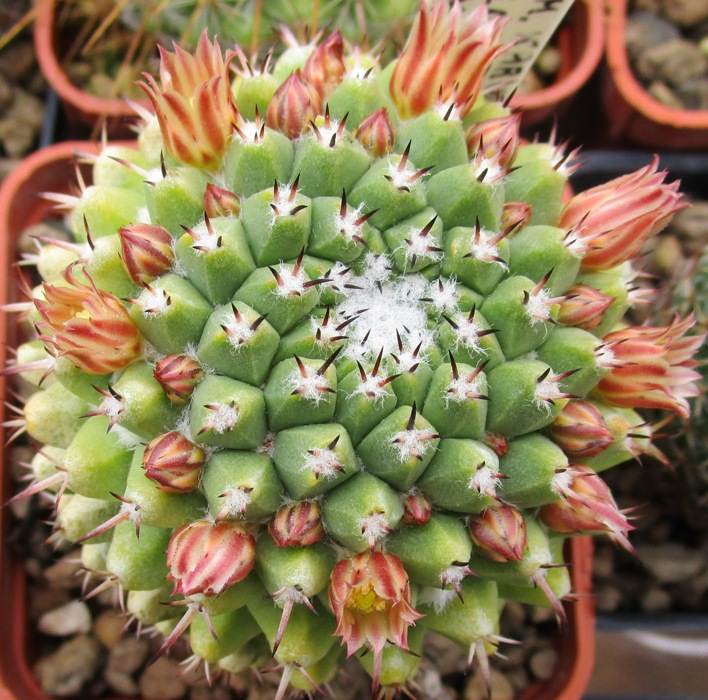 Mammillaria confusa 