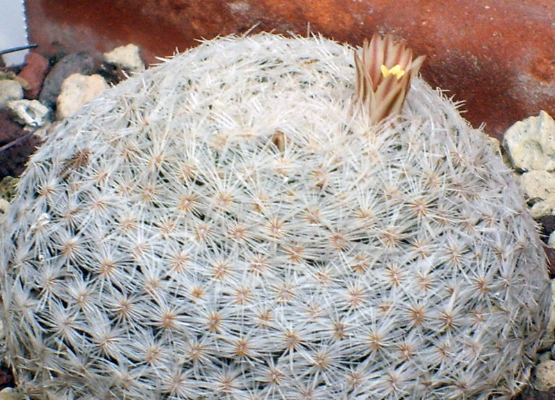 Mammillaria lasiacantha SB 1063