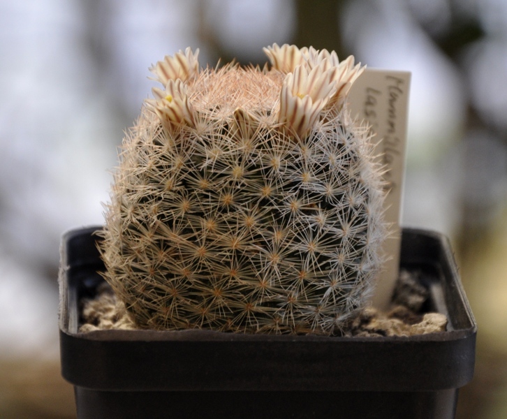 Mammillaria lasiacantha 