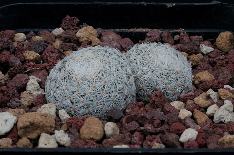 Mammillaria lasiacantha 