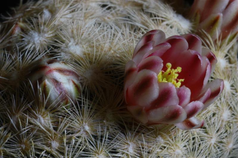 Mammillaria lasiacantha 