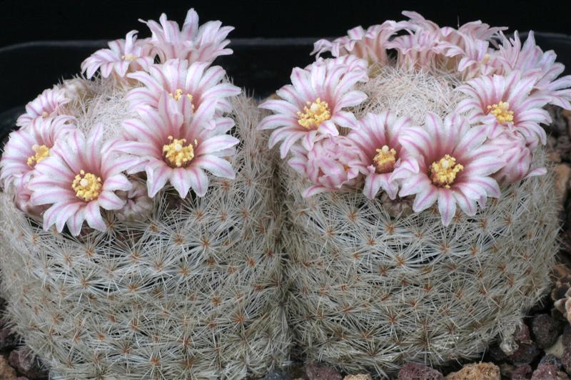 Mammillaria lasiacantha 