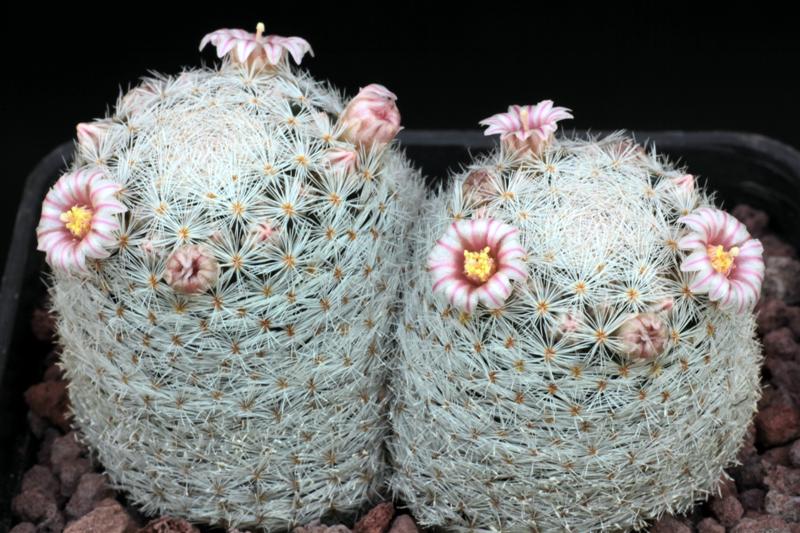 Mammillaria lasiacantha 