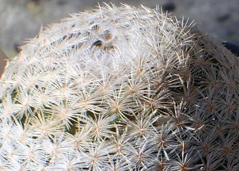 Mammillaria lasiacantha SB 1063