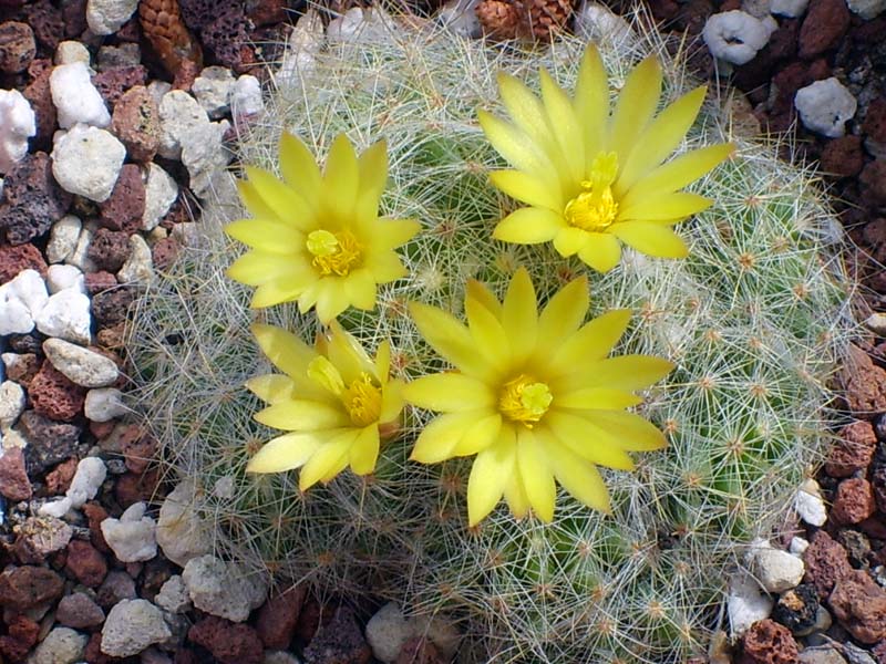 Mammillaria sp.  