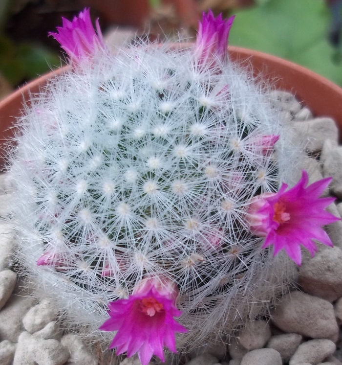 Mammillaria laui ssp. dasyacantha 