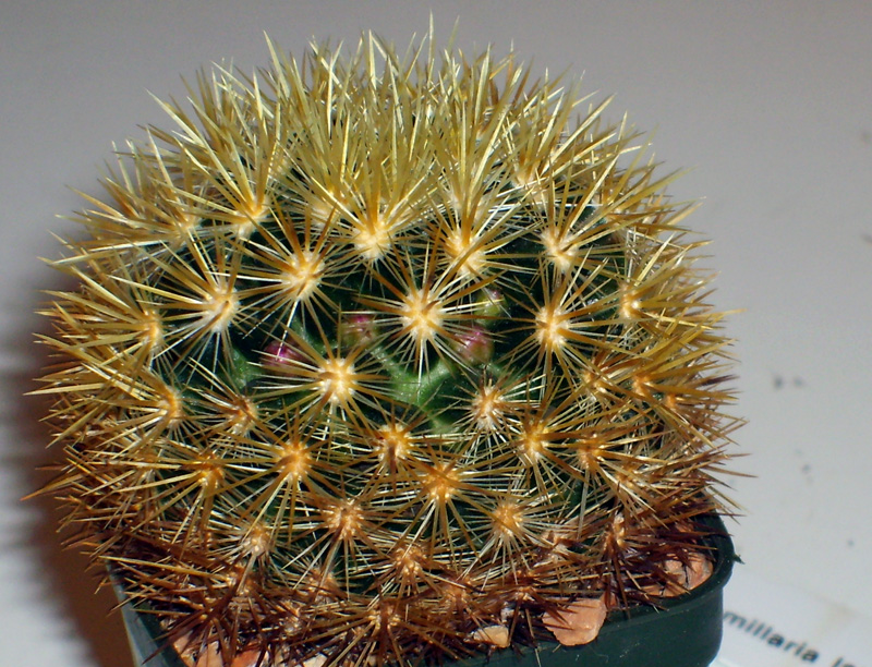 Mammillaria laui ssp. subducta 