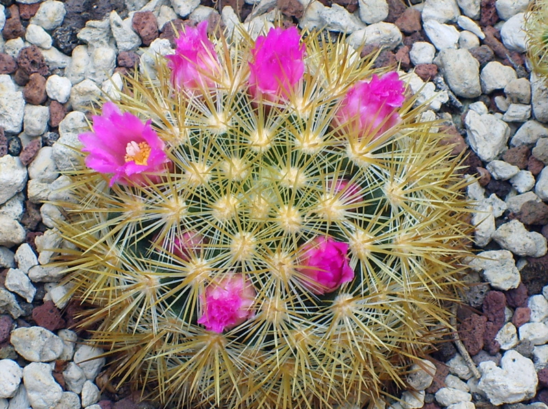 Mammillaria laui ssp. subducta 