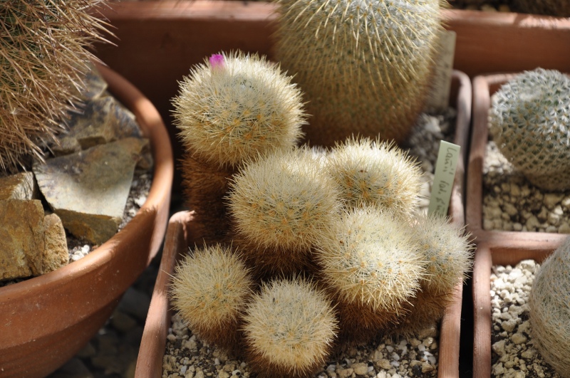 Mammillaria laui ssp. subducta 