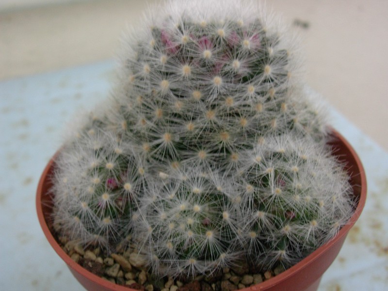 Mammillaria laui ssp. dasyacantha 