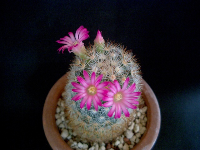 Mammillaria laui ssp. subducta 