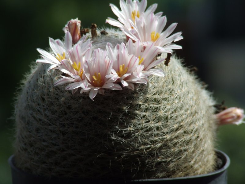 Mammillaria lenta 