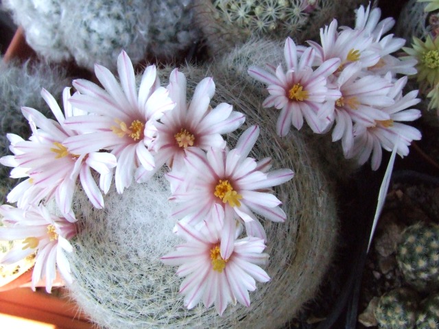 Mammillaria lenta 