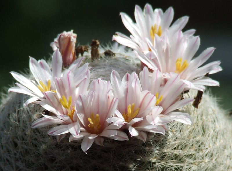 Mammillaria lenta 