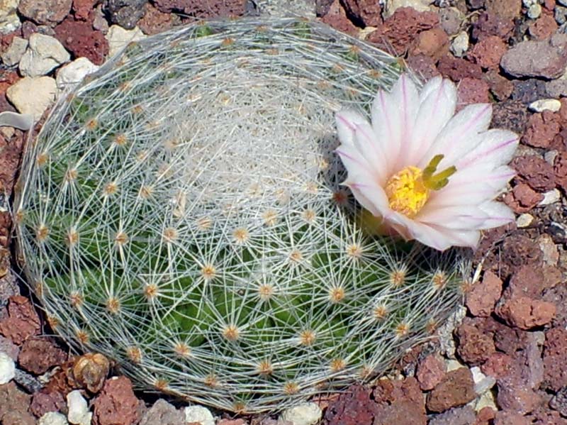 Mammillaria lenta 