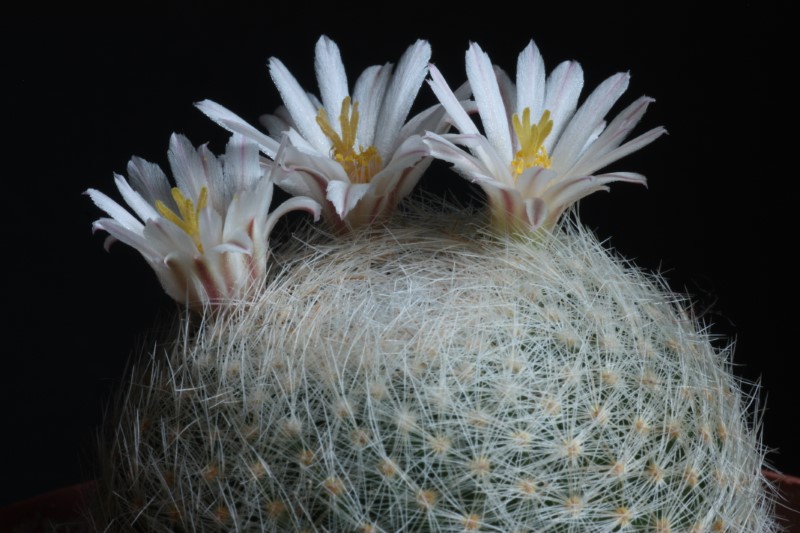 Mammillaria lenta 