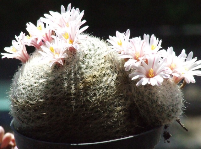 Mammillaria lenta 