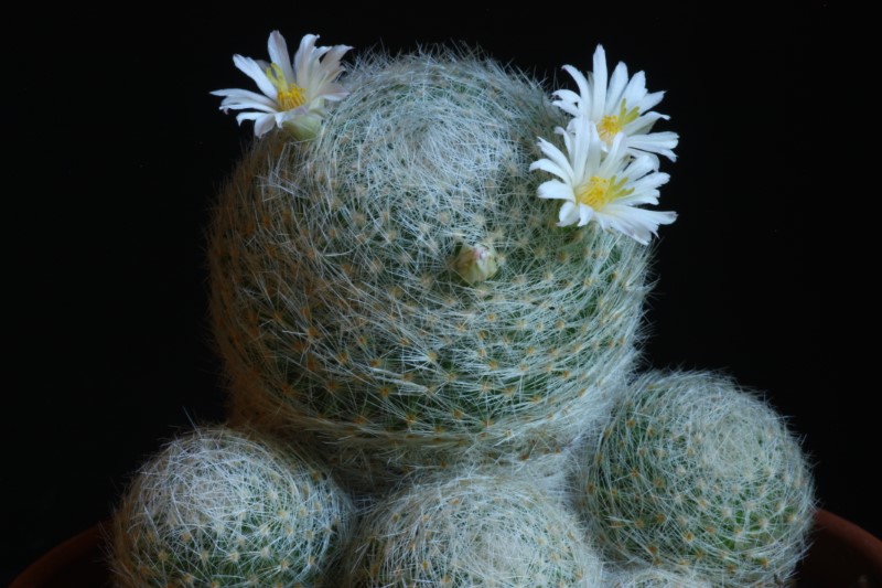 Mammillaria lenta 