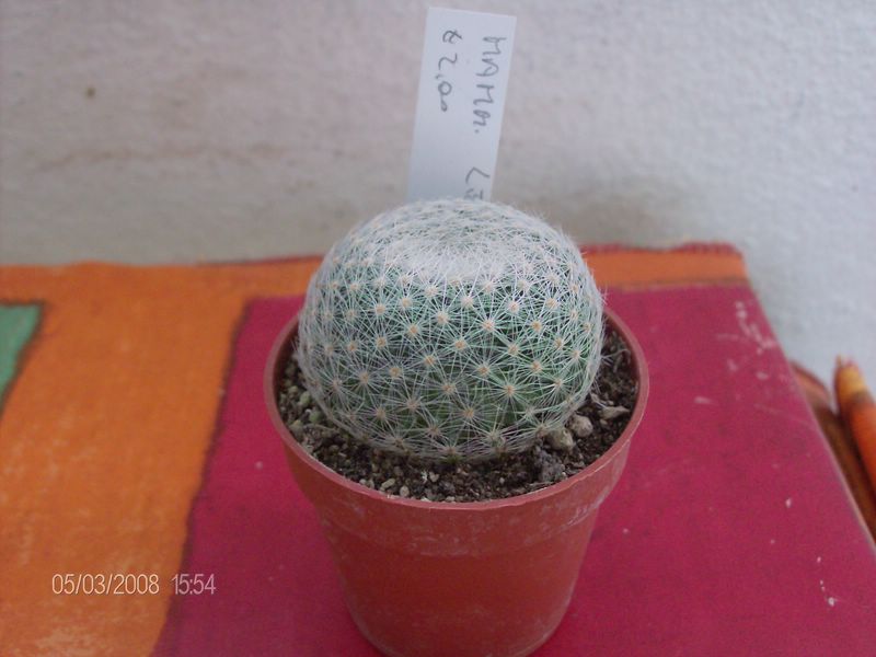 Mammillaria lenta 