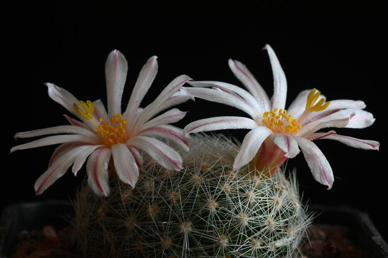 Mammillaria lenta 