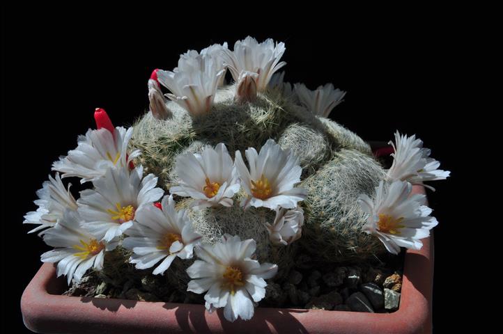 Mammillaria lenta SB1719