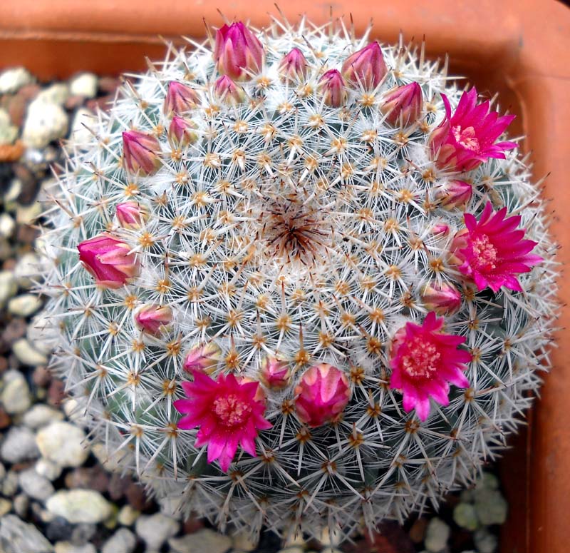 Mammillaria geminispina ssp. leucocentra 