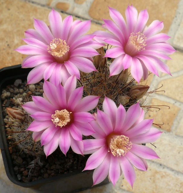 Mammillaria longiflora 