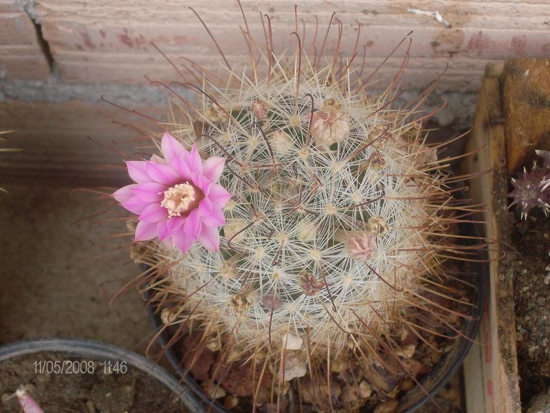 Mammillaria longiflora 