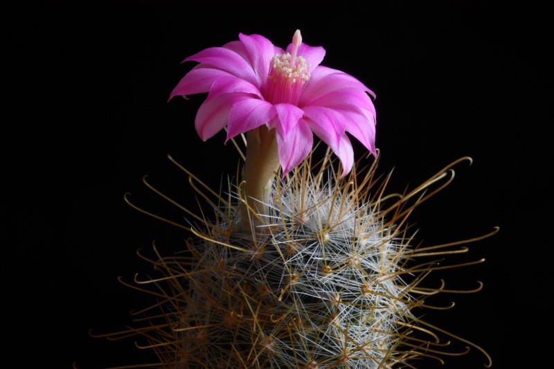 Mammillaria longiflora SB 494