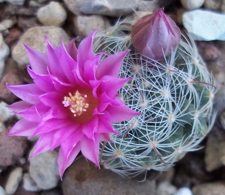 Mammillaria longiflora ssp. stampferi 