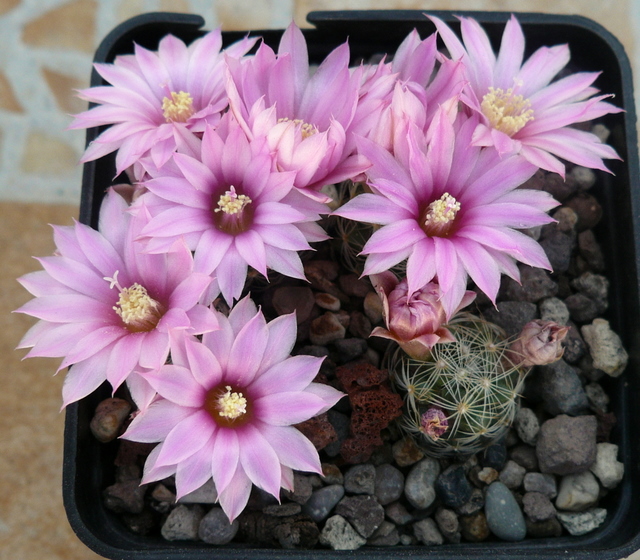 Mammillaria longiflora ssp. stampferi 