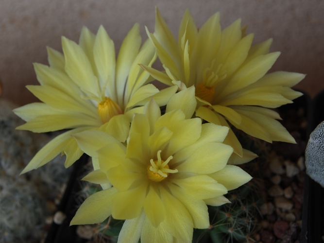 Mammillaria longimamma 