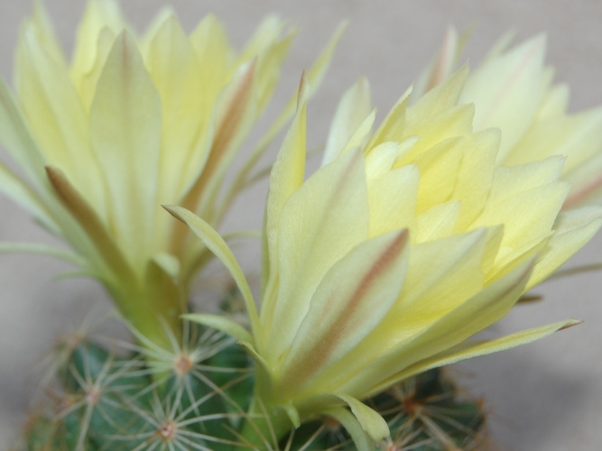 Mammillaria longimamma 