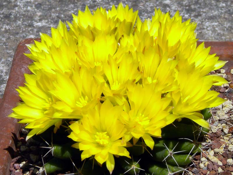 Mammillaria longimamma 