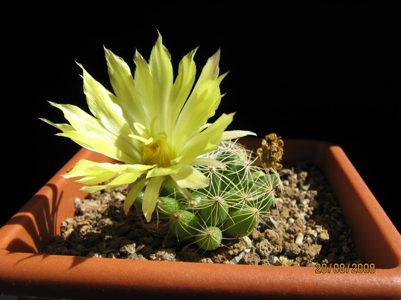 Mammillaria longimamma 