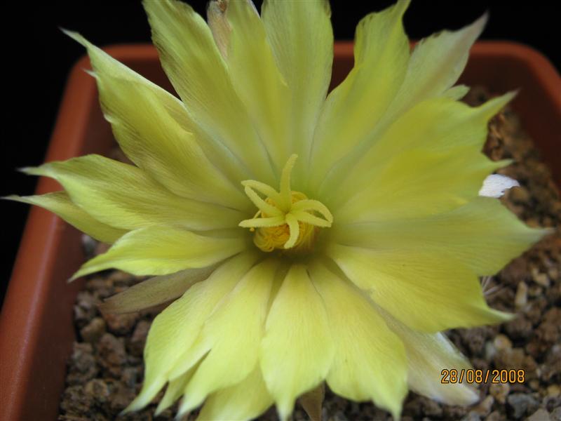 Mammillaria longimamma 