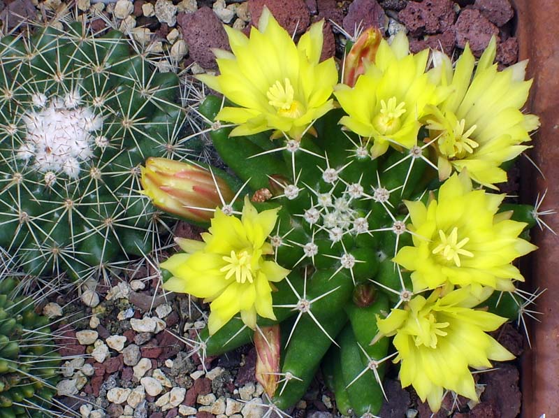 Mammillaria longimamma 