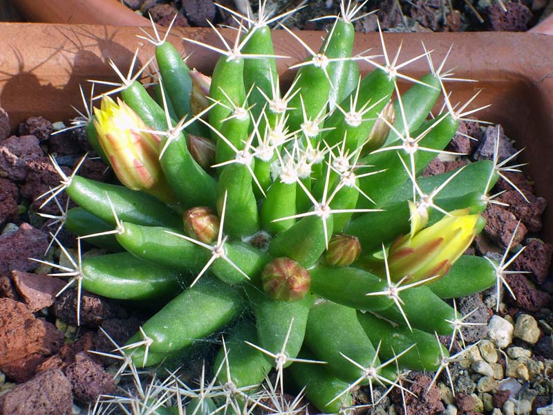 Mammillaria longimamma 