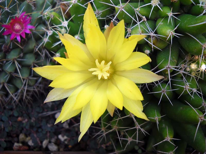 Mammillaria longimamma 