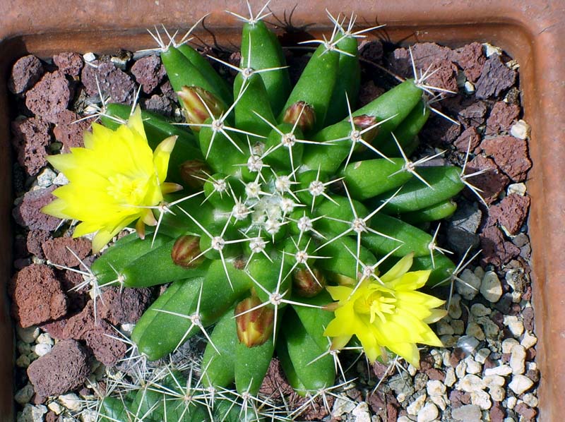 Mammillaria longimamma 